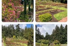 Rose Test Garden, Washington Park