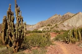 Cactus géants des quebradas