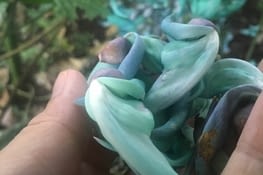 Tropical vine aux couleurs flamboyantes