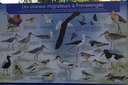 Les oiseaux
