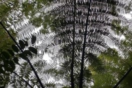fougères symbole du pays