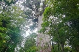 Kauri Tane Mahuta Lord of the forest