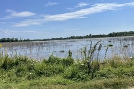 La Dombe ses étangs  et ses grenouilles