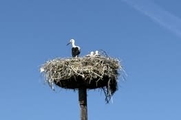 Des cigognes et des cigogneaux ….Je leur ai laissé l’adresse de Chambod !
