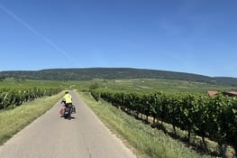Le vignoble Alsacien