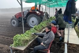 Champs de plantation