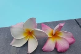 Fleurs de frangipaniers au bord de la piscine