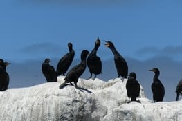 Cormorans
