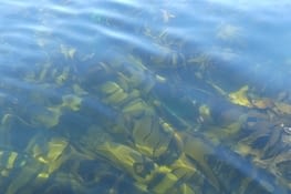 Kelp dans l'eau. Depuis la surface on ne voit que la canopée.