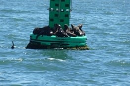 Les otaries groupées sur la bouée du port, nous souhaitent bon vent