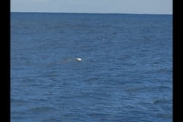 Même en mode rafale, pas facile à cadrer l'albatros ...