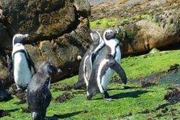 Pingouins du Cap