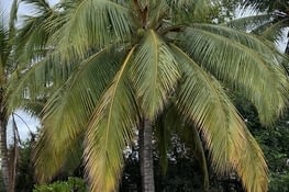 Faut pas se prendre la coco sur la tête!