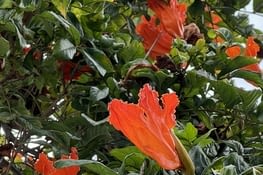 Les premières fleurs