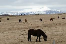 Beaucoup de cheval ici.