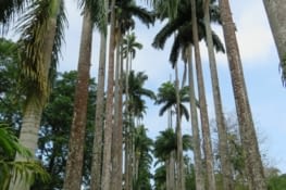 L'allée des palmiers