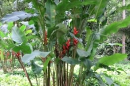 Les fleurs du paradis