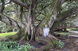 On trouve des arbres immenses dans les parcs aucklandais!