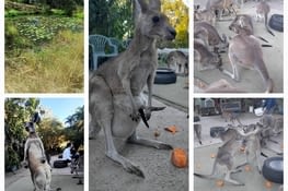 Horizons kangaroo sanctuary 2