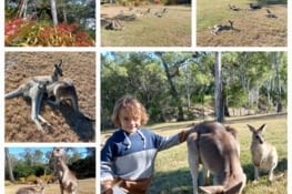 Horizons kangaroo sanctuary