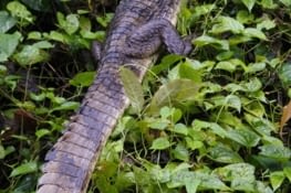 Le point culminant de cette promenade : l'alligator !