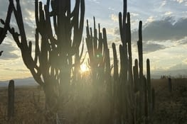 Lever de soleil dans le desert