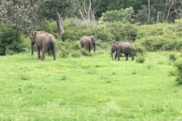 Bandipur - les éléphants