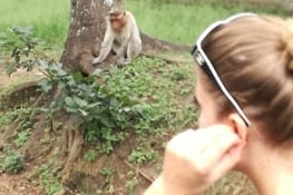 Bandipur - les singes