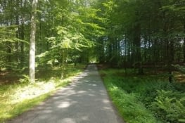 L'impénétrable forêt danoise.