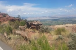 Des big horn sur le bord de route