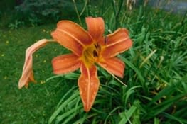 Dans le parc Maisonneuve...