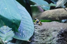 Grenouille dendrobate