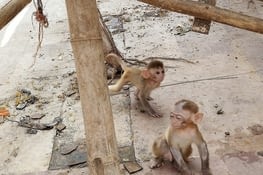 Des petits macaques