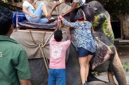 L'éléphant assailli par des touristes