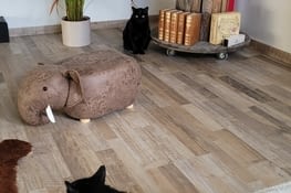 Rencontre de la cousine