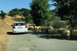 Les moutons sont chez eux (et le berger les ramène en voiture !!)