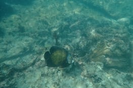 poisson vu par papou