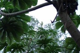 perroquet vert, essayez de le trouver