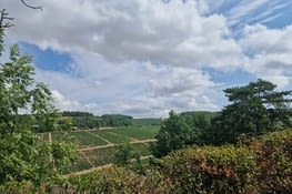 Les vignes de Chablis