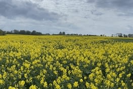 Du vert et du jaune aussi !