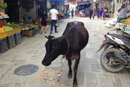 Les vaches sacrées, reines de la rue
