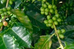 Aperçu du caféier du jardin (les grains deviendront rouges à maturité)