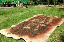 Les feuilles de thé une fois roulées et séchées