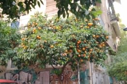 arbre assez communément croisé dans Athènes...fruits non comestibles (mais très tentant)