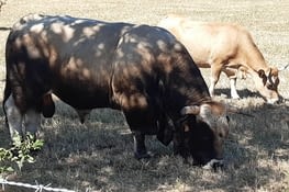 Taureau de race Aubrac