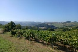 Vers Castelggio...les vignes et le relief