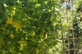 Achillea "Cloth of gold"
