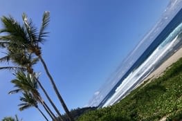 Ou serais je s’il n’y avait pas de requins ?