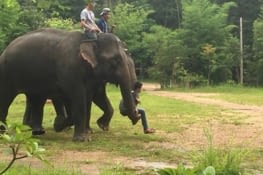Rencontre avec des éléphants
