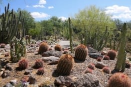 Une autre variété de cactus visible au Sonora museum